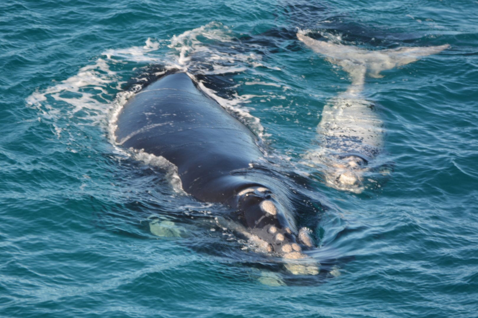 Image for Southern right whale numbers on the rise in the Great Australian Bight