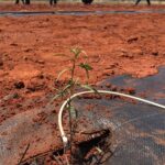 Unique Indigenous native seed farm to help meet supply challenges