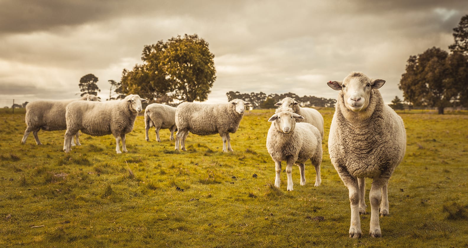Image for Next steps for digital agriculture in Australia