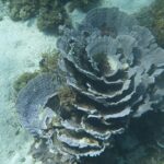 Increased sea surface temperatures off Western Australian coast examined