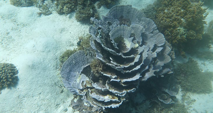 Image for Increased sea surface temperatures off Western Australian coast examined