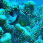 Research reveals coral tumour affects reproduction and growth