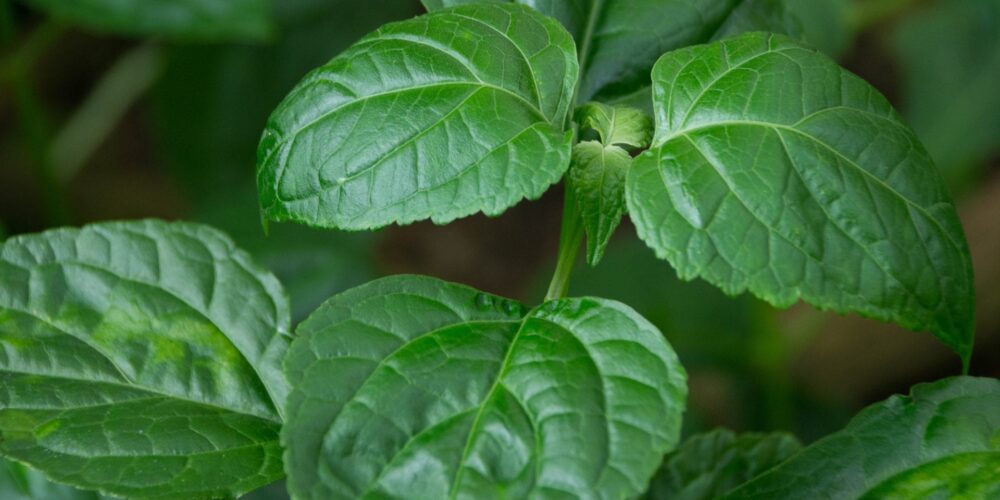 Image for New technology revives patchouli industry in Aceh, Indonesia