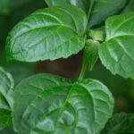 New technology revives patchouli industry in Aceh, Indonesia
