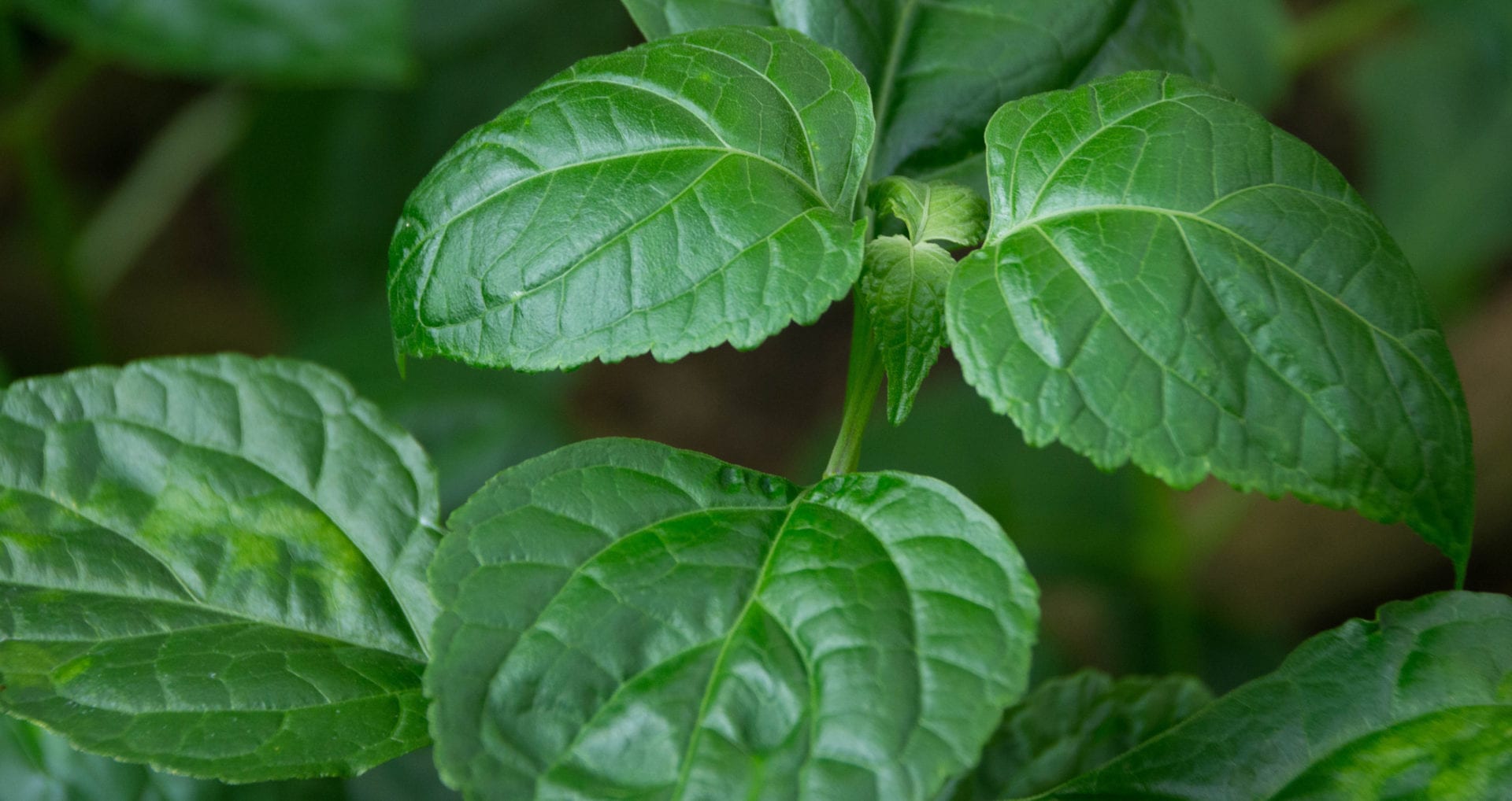 Image for New technology revives patchouli industry in Aceh, Indonesia