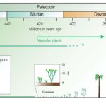 Oldest land-plant microfossils in Australia found in WA’s Canning Basin