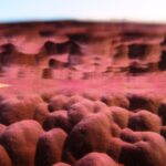 Coral scientist to join Curtin