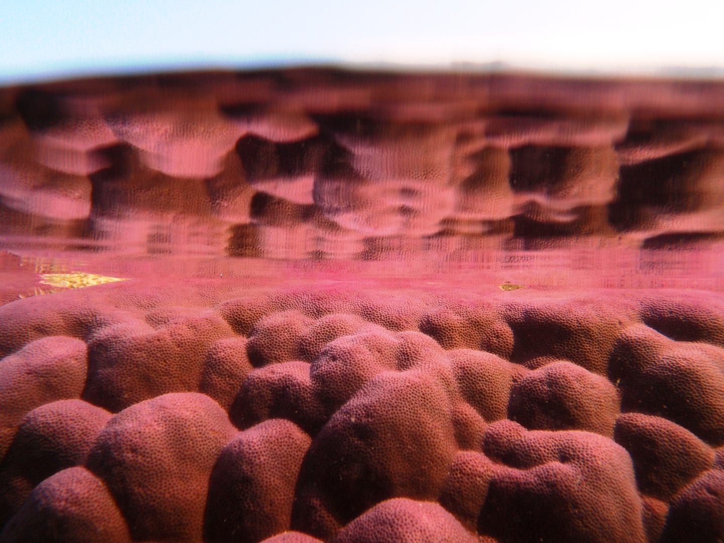 Image for Coral scientist to join Curtin