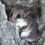 Curtin study finds eDNA “game-changer” to help protect native animals