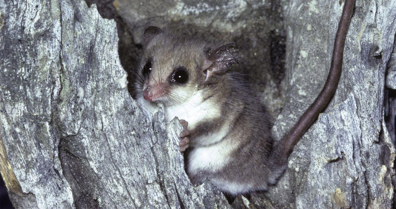 Image for Curtin study finds eDNA “game-changer” to help protect native animals