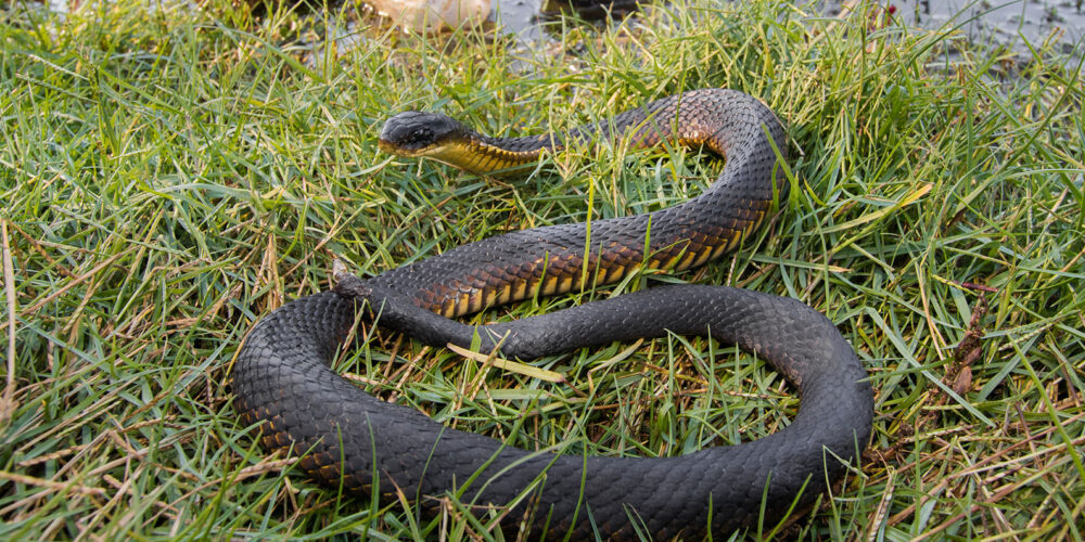 Image for Snakes more likely to inbreed and lose ability to adapt due to urbanisation