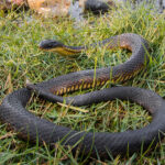 Snakes more likely to inbreed and lose ability to adapt due to urbanisation