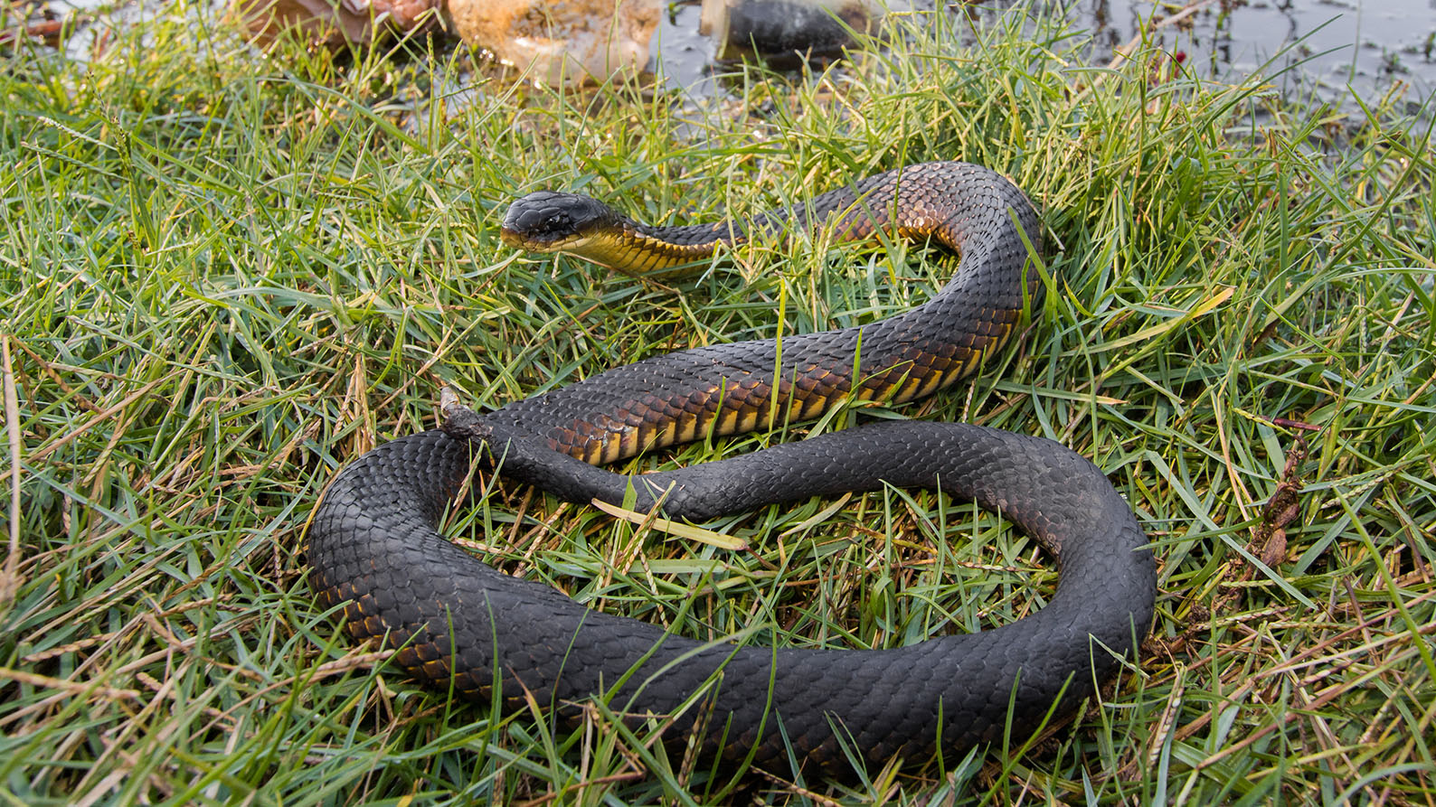 Image for Snakes more likely to inbreed and lose ability to adapt due to urbanisation