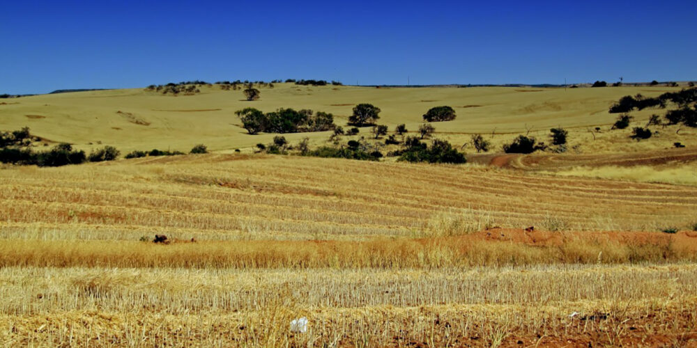 Research project to find herbicide options for tackling resistance