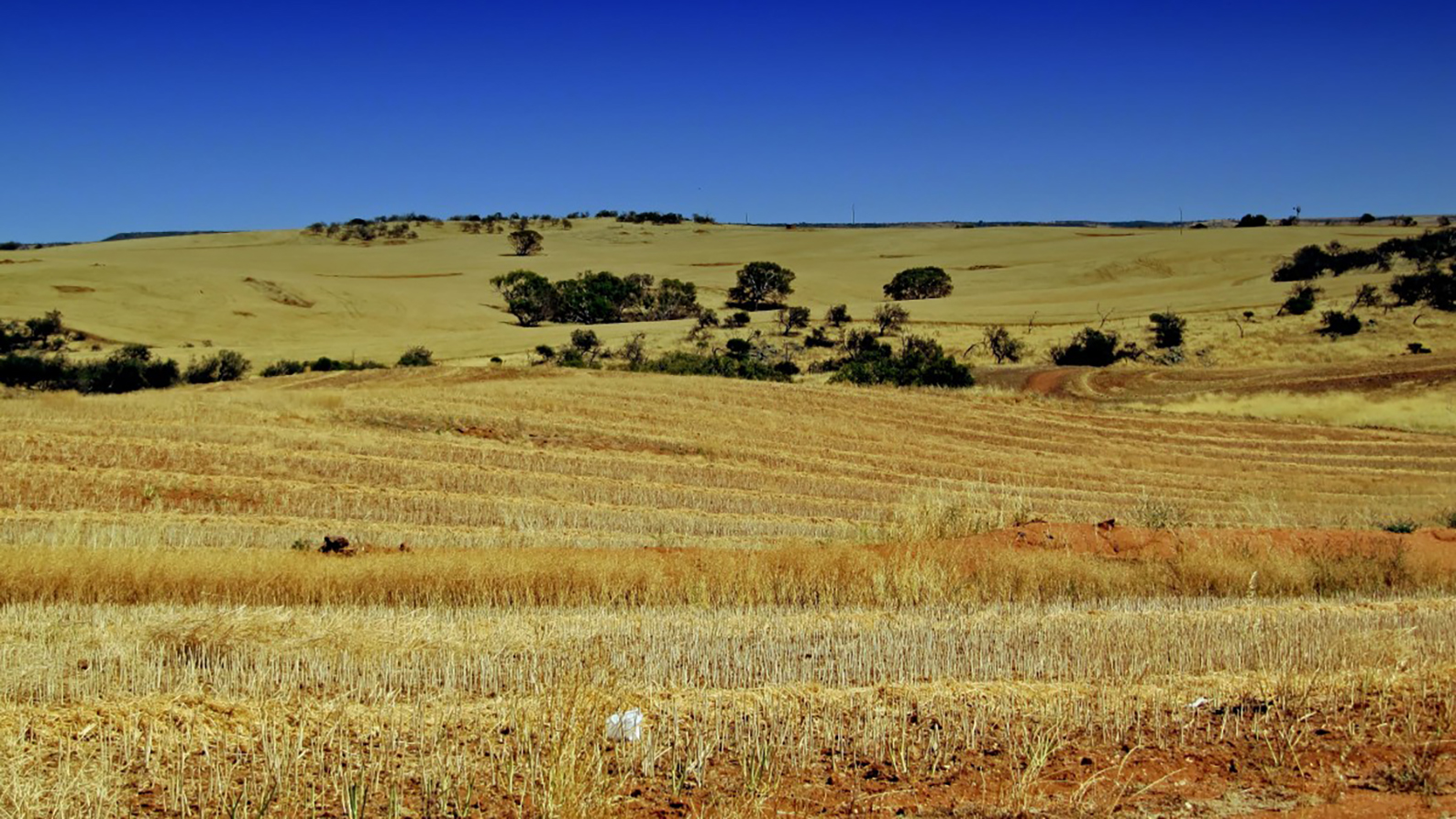 Image for Research project to find herbicide options for tackling resistance