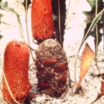 Groundbreaking discovery in plant adaptations to fire