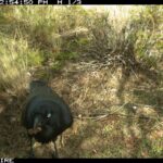 Hidden cameras reveal Rottnest Island bobtails under attack by ravens