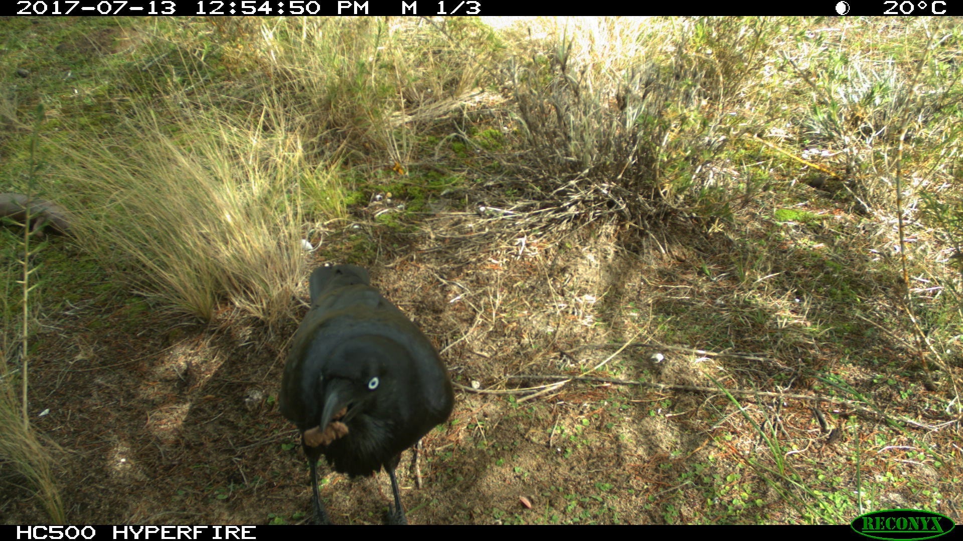 Image for Hidden cameras reveal Rottnest Island bobtails under attack by ravens