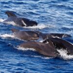 Pilot whale study reveals copycat calls to outsmart predators