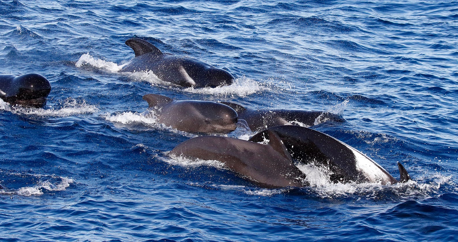 Image for Pilot whale study reveals copycat calls to outsmart predators