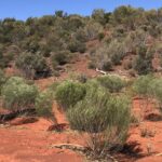 Curtin research to guide supply and use of native seeds for global restoration