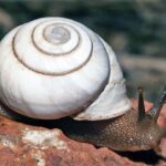 It’s a bug’s life…on Barrow Island