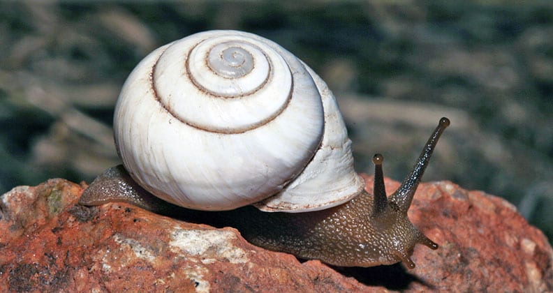 Image for It’s a bug’s life…on Barrow Island
