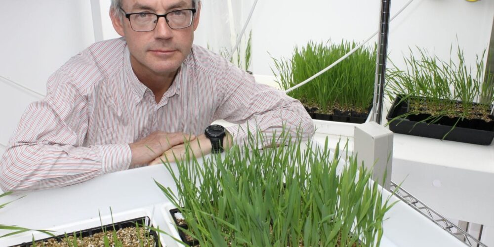 Image for Curtin Professor launches international guide to tackling crop disease