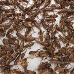 Young alumni stories: Crickets set to hop onto WA plates