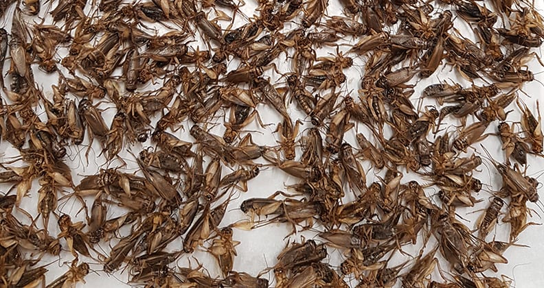 Image for Young alumni stories: Crickets set to hop onto WA plates