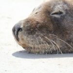 Sea lion? Take a snap to help Curtin research