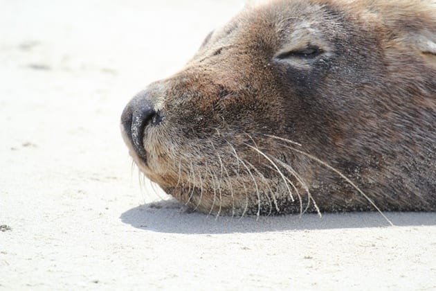 Image for Sea lion? Take a snap to help Curtin research