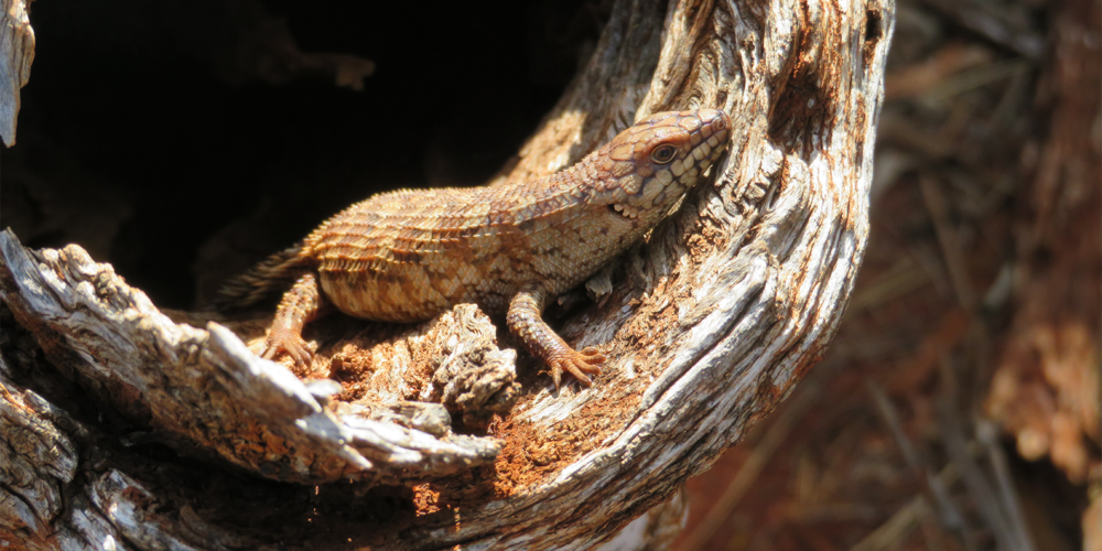 Image for Light technology recreates ‘log castles’ to save homeless lizards