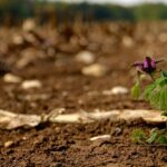 Curtin research finds soil carbon key to combatting climate change