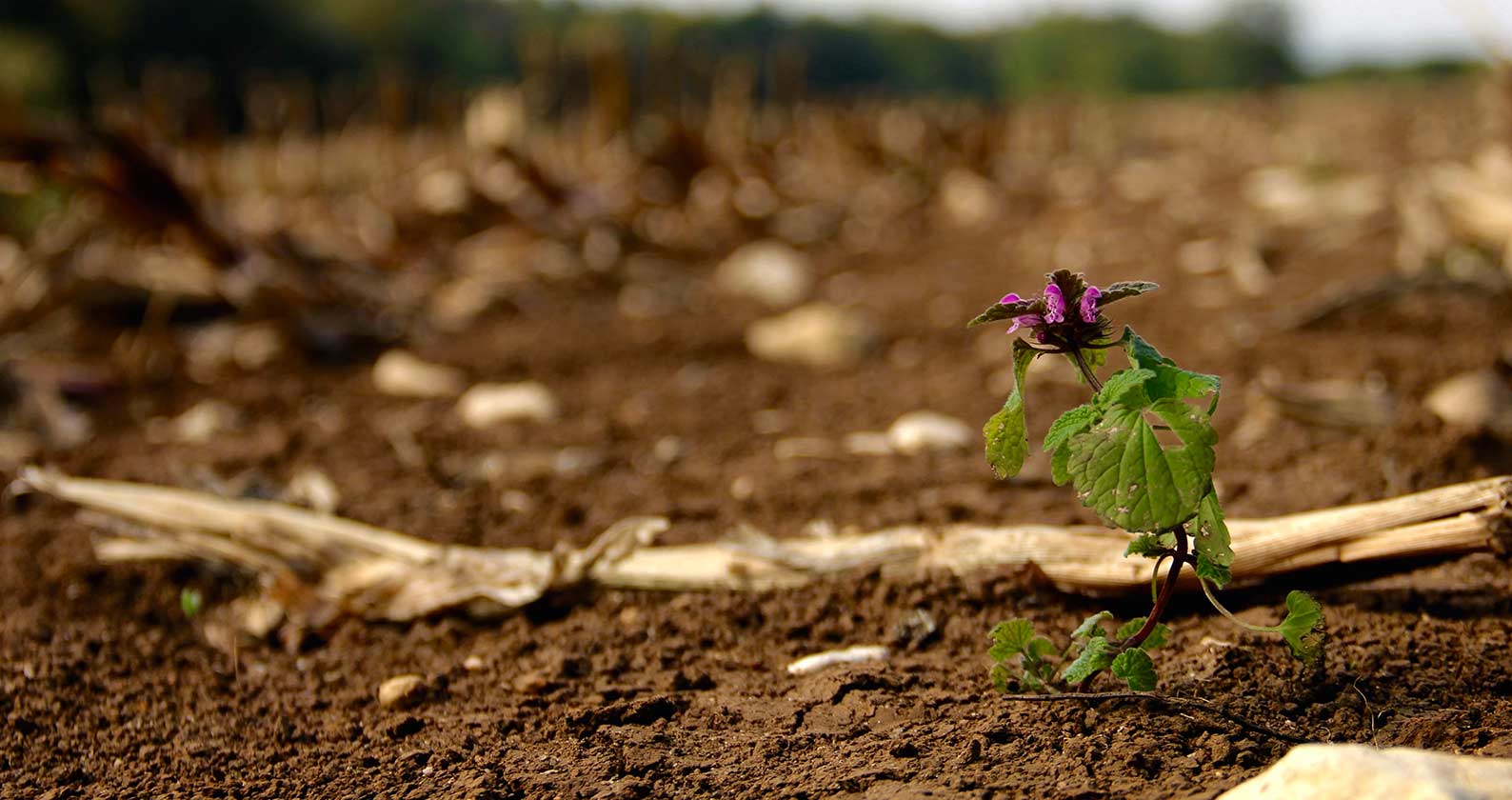 Image for Curtin research finds soil carbon key to combatting climate change