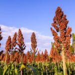 Super cereal suits coeliac sufferers