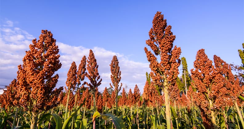 Image for Super cereal suits coeliac sufferers