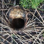 Intense fires threaten conservation-significant trapdoor spider