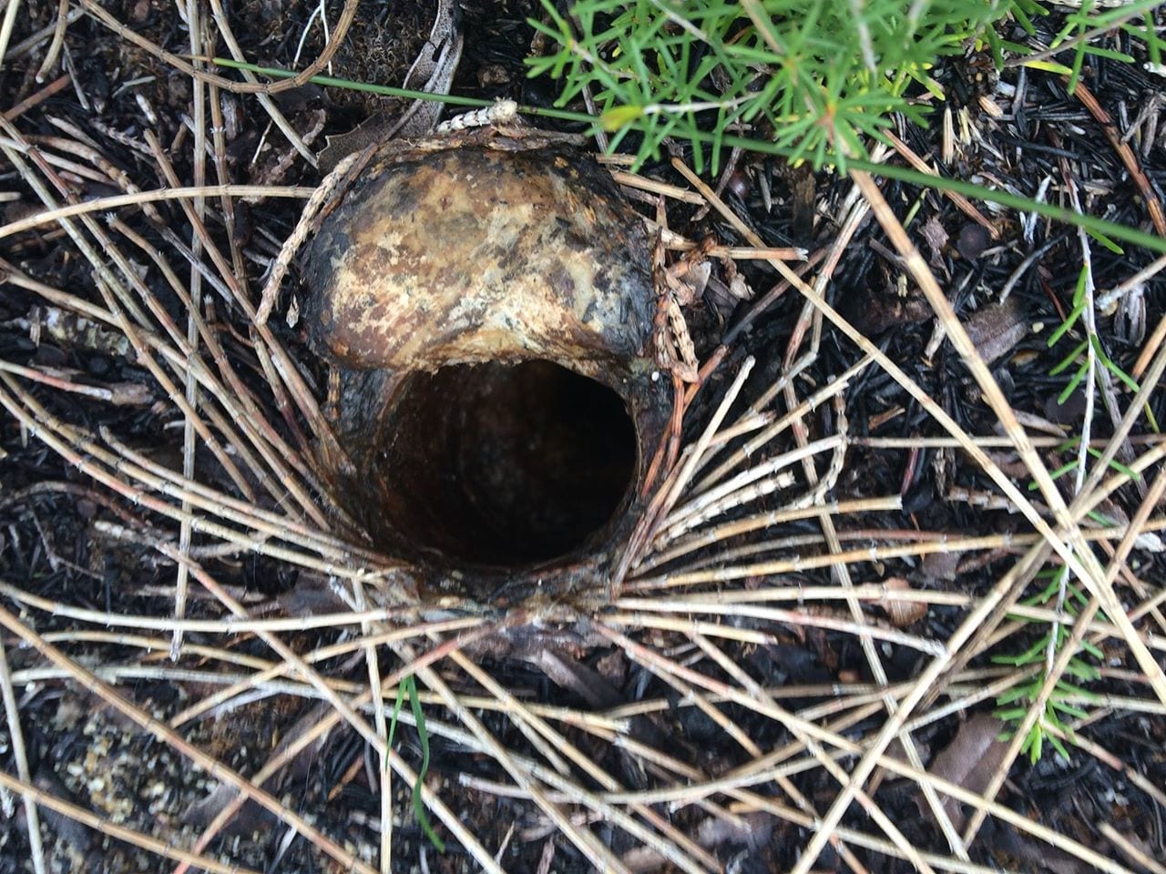 Image for Intense fires threaten conservation-significant trapdoor spider