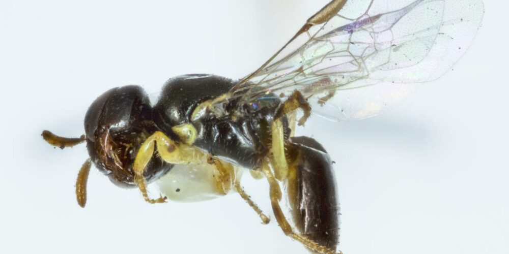 Study finds tiny cavities in Banksia trees are nests for native bees