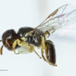 Study finds tiny cavities in Banksia trees are nests for native bees