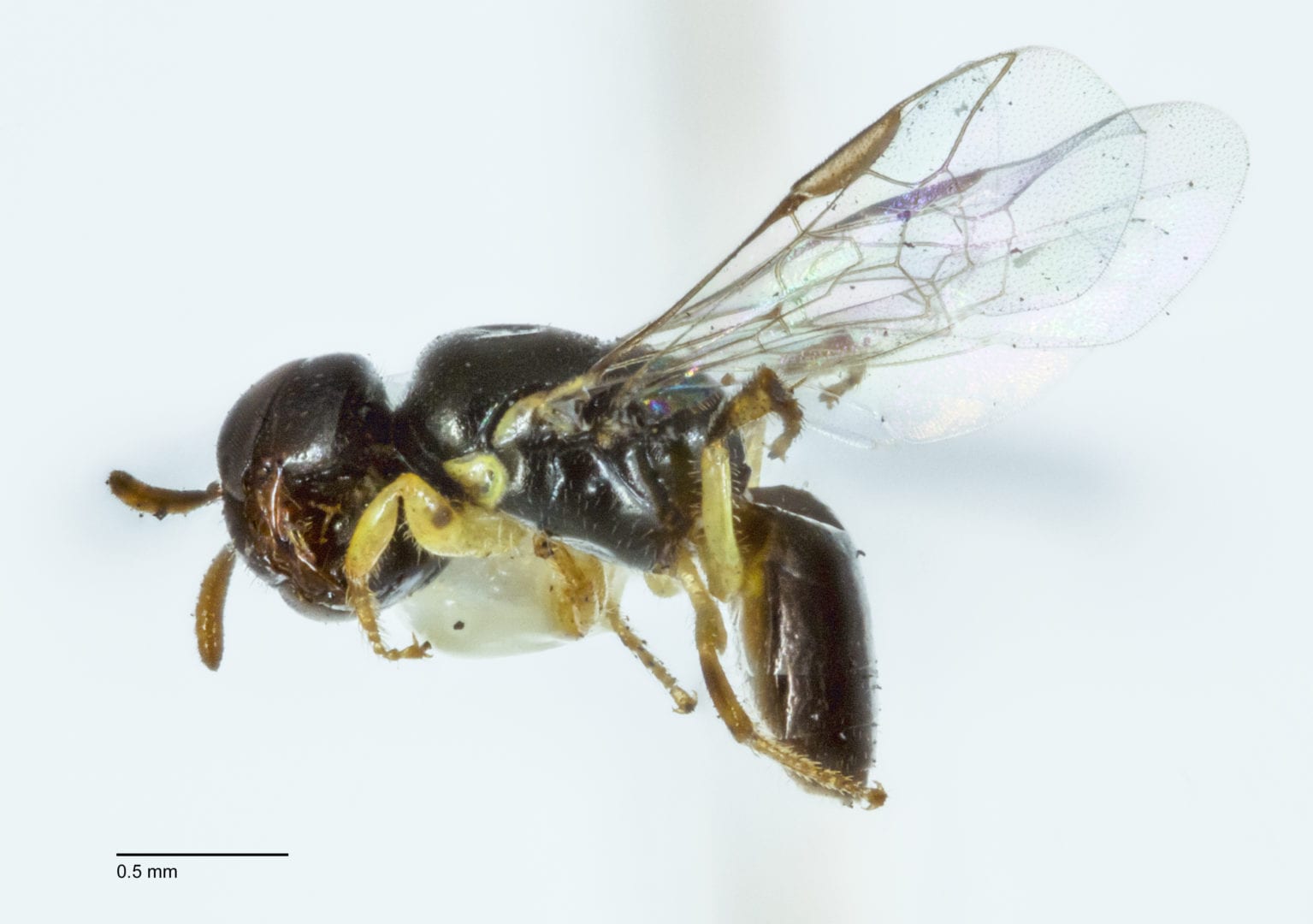 Image for Study finds tiny cavities in Banksia trees are nests for native bees