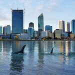 Is our noisy environment drowning out our dolphins?