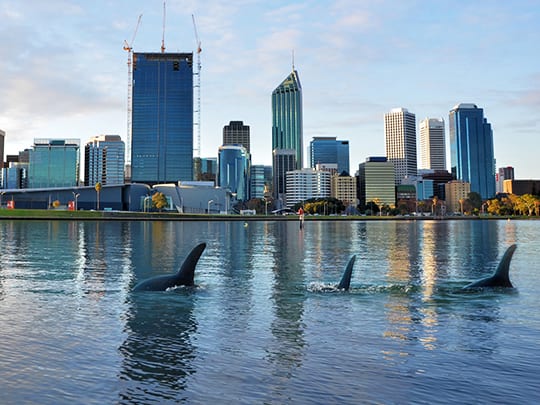 Image for Is our noisy environment drowning out our dolphins?