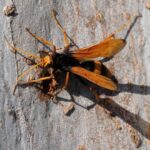 Trapdoor spider ‘stunt double’ study reveals summer wasp threat