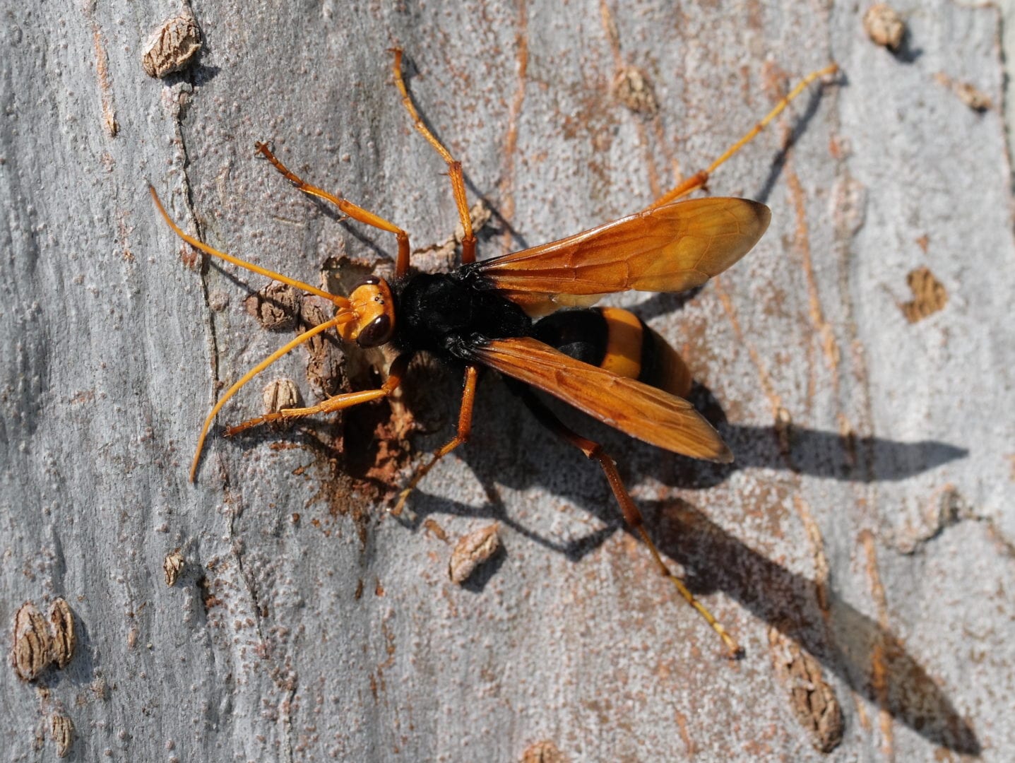 Image for Trapdoor spider ‘stunt double’ study reveals summer wasp threat