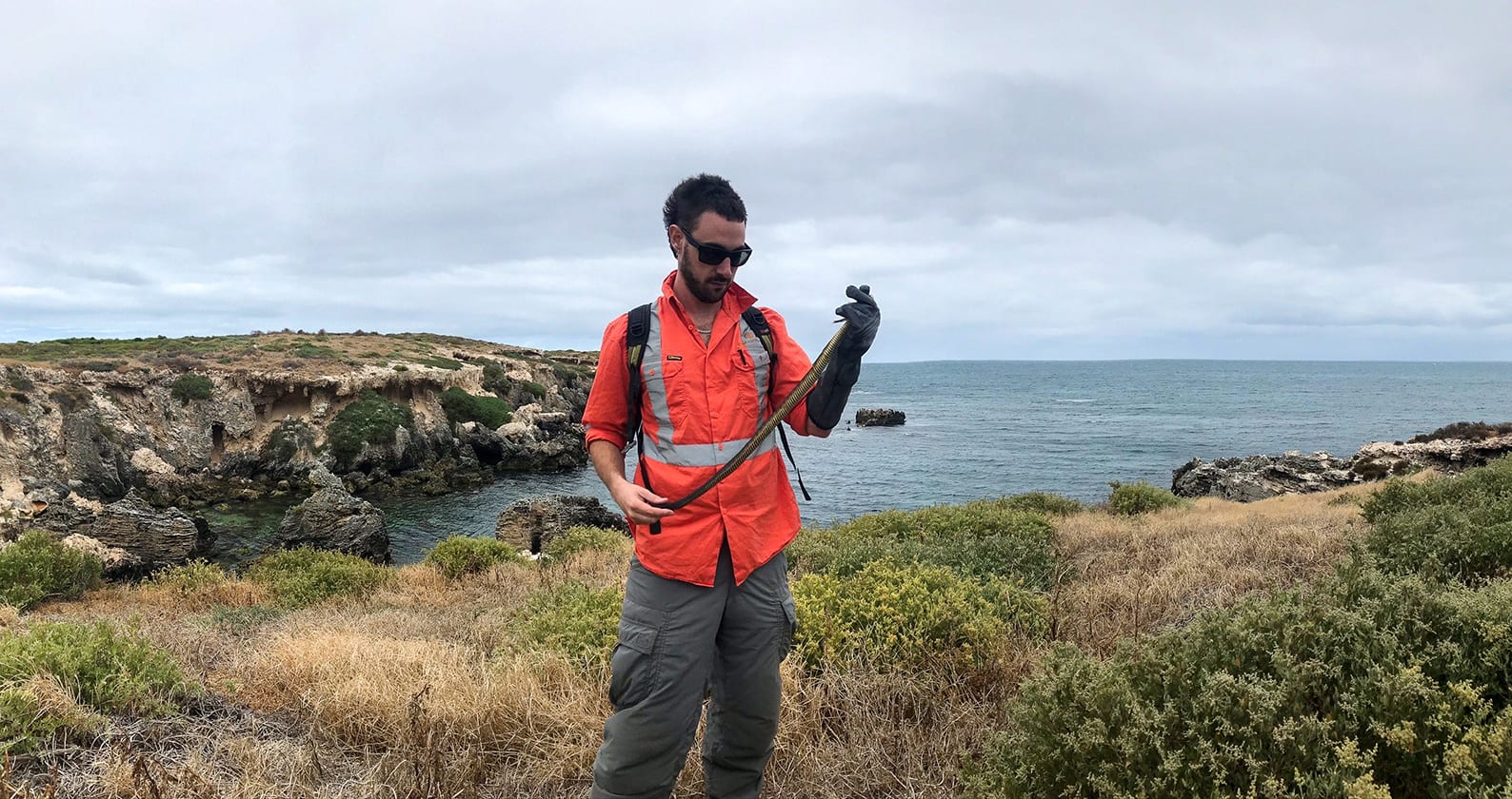 Image for Tiger snakes tell more about local wetlands’ pollution levels