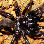 Perth’s trapdoor spiders living on ‘burrowed’ time