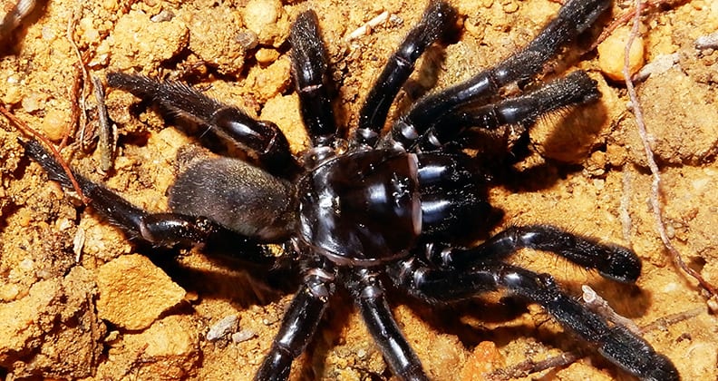 Image for Perth’s trapdoor spiders living on ‘burrowed’ time