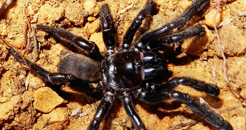 New species of trapdoor spider confirmed in Australia